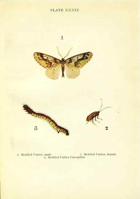 Reproducción/Reproduction 9261766223: Butterflies and moths,. London & Edinburgh,T.C. & E.C. Jack[1910]