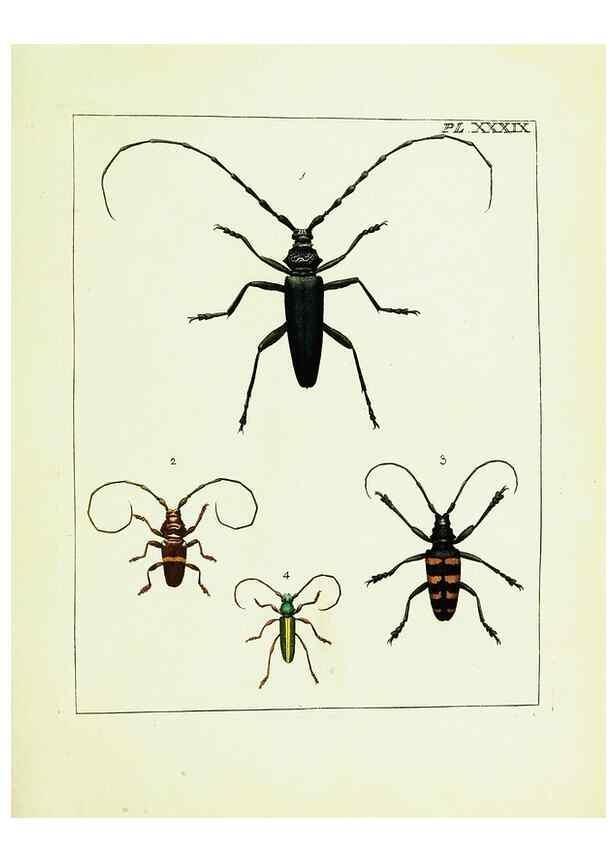 Reproducción/Reproduction 9245689889: Illustrations of natural history.. London,Printed for the author and sold by B. White,1770-82.