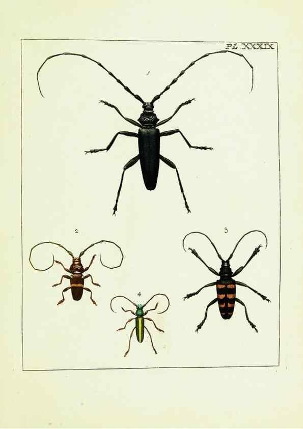 Reproducción/Reproduction 9245689889: Illustrations of natural history.. London,Printed for the author and sold by B. White,1770-82.
