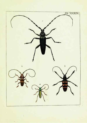 Reproducción/Reproduction 9245689889: Illustrations of natural history.. London,Printed for the author and sold by B. White,1770-82.