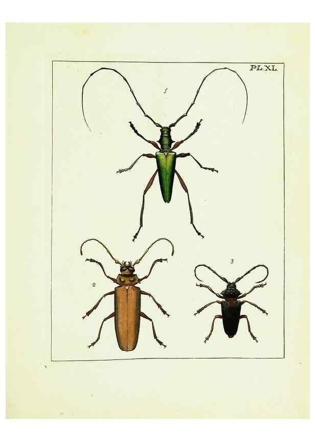 Reproducción/Reproduction 9248471890: Illustrations of natural history.. London,Printed for the author and sold by B. White,1770-82.