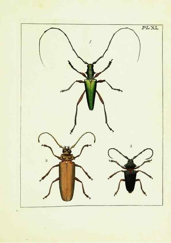 Reproducción/Reproduction 9248471890: Illustrations of natural history.. London,Printed for the author and sold by B. White,1770-82.