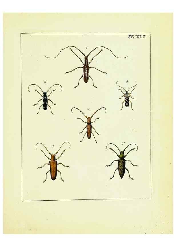 Reproducción/Reproduction 9248472512: Illustrations of natural history.. London,Printed for the author and sold by B. White,1770-82.