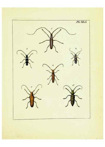 Reproducción/Reproduction 9248472512: Illustrations of natural history.. London,Printed for the author and sold by B. White,1770-82.