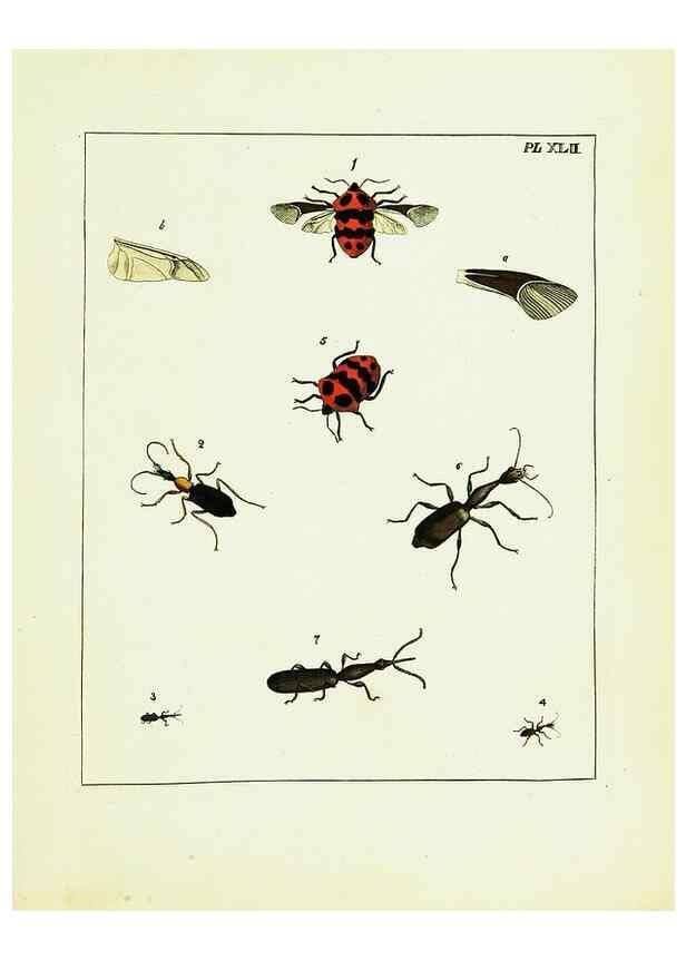 Reproducción/Reproduction 9248473096: Illustrations of natural history.. London,Printed for the author and sold by B. White,1770-82.