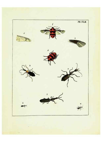 Reproducción/Reproduction 9248473096: Illustrations of natural history.. London,Printed for the author and sold by B. White,1770-82.