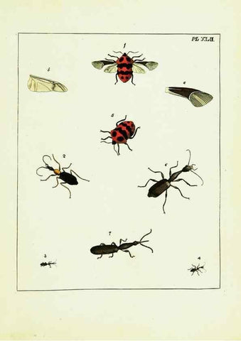 Reproducción/Reproduction 9248473096: Illustrations of natural history.. London,Printed for the author and sold by B. White,1770-82.