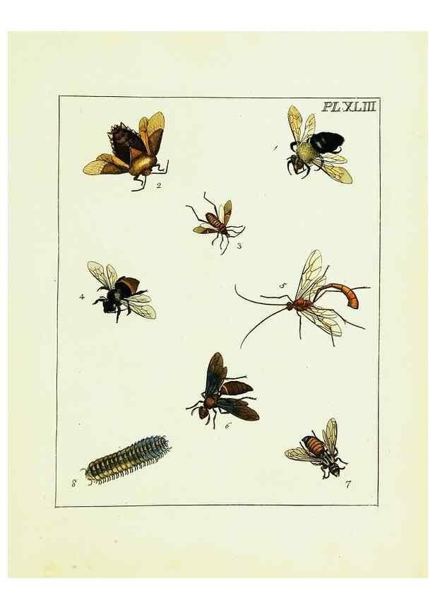 Reproducción/Reproduction 9245692969: Illustrations of natural history.. London,Printed for the author and sold by B. White,1770-82.