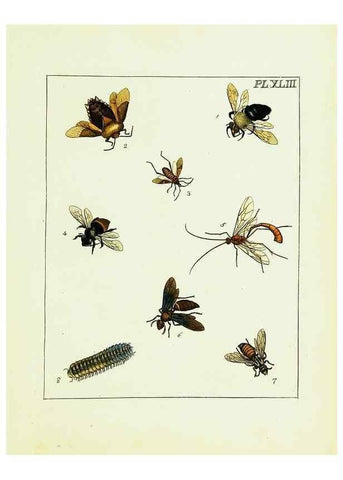 Reproducción/Reproduction 9245692969: Illustrations of natural history.. London,Printed for the author and sold by B. White,1770-82.