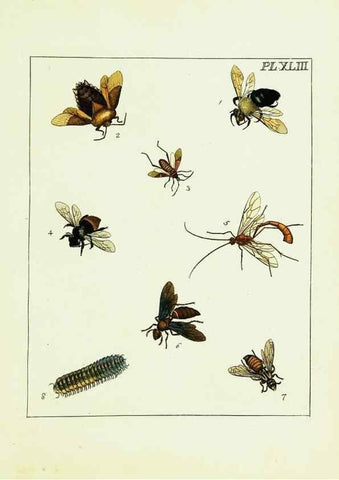 Reproducción/Reproduction 9245692969: Illustrations of natural history.. London,Printed for the author and sold by B. White,1770-82.