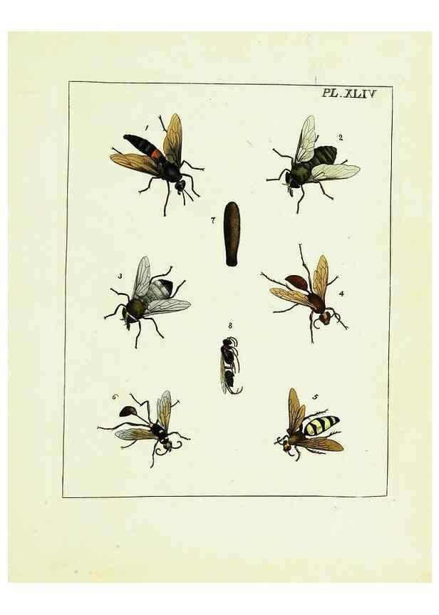 Reproducción/Reproduction 9248474630: Illustrations of natural history.. London,Printed for the author and sold by B. White,1770-82.