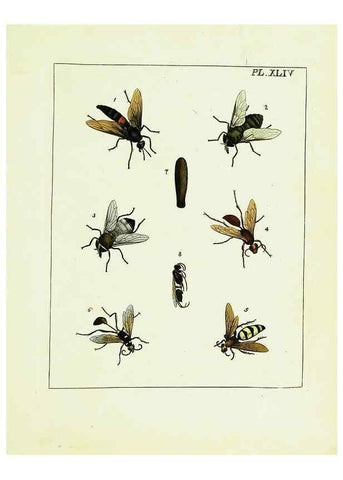 Reproducción/Reproduction 9248474630: Illustrations of natural history.. London,Printed for the author and sold by B. White,1770-82.