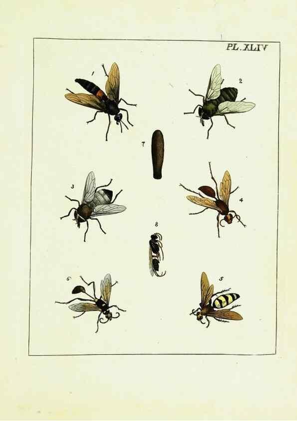 Reproducción/Reproduction 9248474630: Illustrations of natural history.. London,Printed for the author and sold by B. White,1770-82.