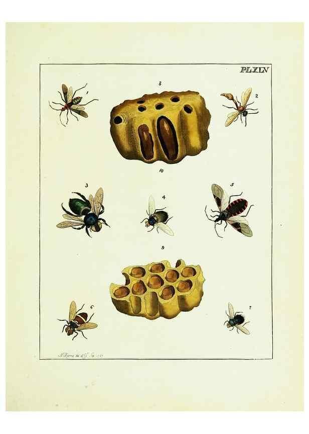 Reproducción/Reproduction 9248475444: Illustrations of natural history.. London,Printed for the author and sold by B. White,1770-82.