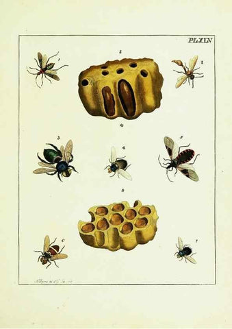 Reproducción/Reproduction 9248475444: Illustrations of natural history.. London,Printed for the author and sold by B. White,1770-82.