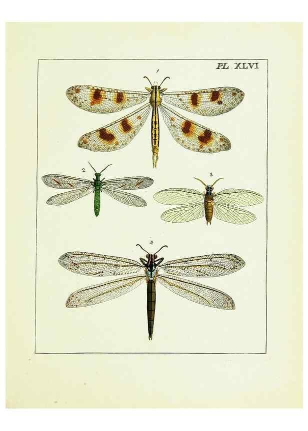Reproducción/Reproduction 9248476218: Illustrations of natural history.. London,Printed for the author and sold by B. White,1770-82.