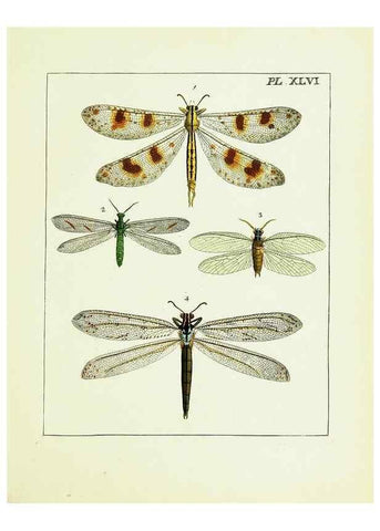 Reproducción/Reproduction 9248476218: Illustrations of natural history.. London,Printed for the author and sold by B. White,1770-82.