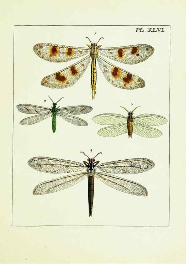 Reproducción/Reproduction 9248476218: Illustrations of natural history.. London,Printed for the author and sold by B. White,1770-82.