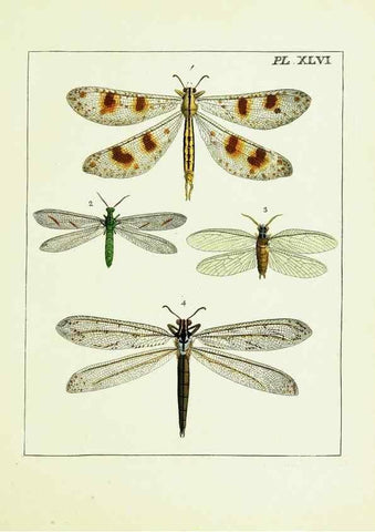 Reproducción/Reproduction 9248476218: Illustrations of natural history.. London,Printed for the author and sold by B. White,1770-82.