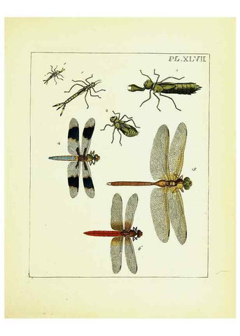 Reproducción/Reproduction 9248477068: Illustrations of natural history.. London,Printed for the author and sold by B. White,1770-82.