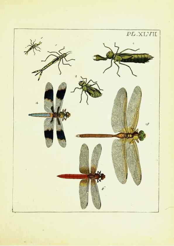 Reproducción/Reproduction 9248477068: Illustrations of natural history.. London,Printed for the author and sold by B. White,1770-82.