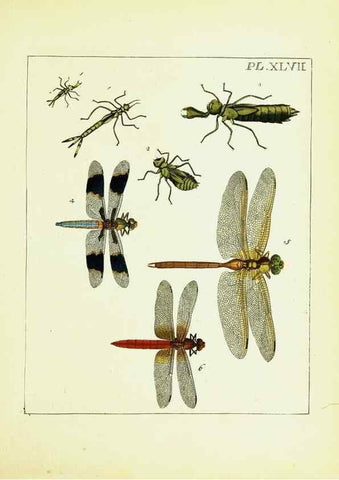 Reproducción/Reproduction 9248477068: Illustrations of natural history.. London,Printed for the author and sold by B. White,1770-82.