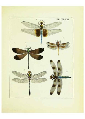 Reproducción/Reproduction 9245696951: Illustrations of natural history.. London,Printed for the author and sold by B. White,1770-82.