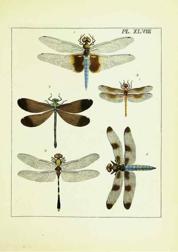 Reproducción/Reproduction 9245696951: Illustrations of natural history.. London,Printed for the author and sold by B. White,1770-82.