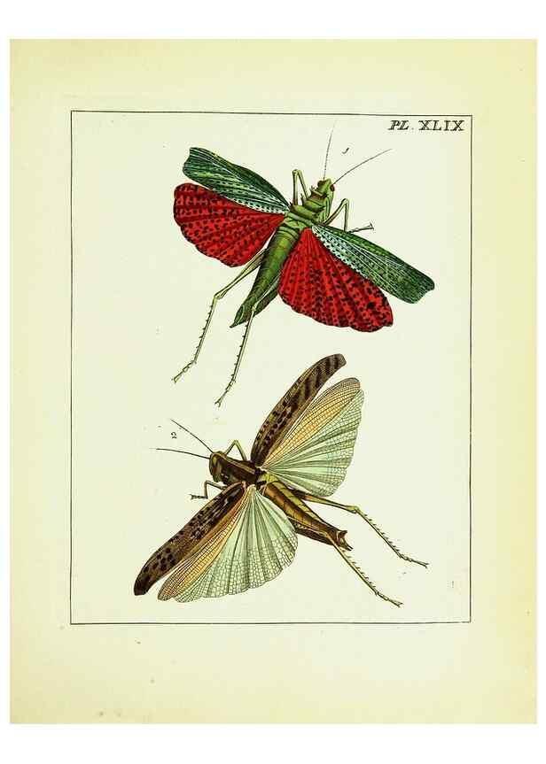 Reproducción/Reproduction 9248478818: Illustrations of natural history.. London,Printed for the author and sold by B. White,1770-82.