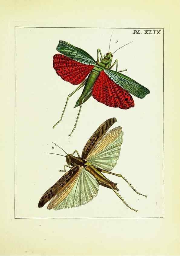 Reproducción/Reproduction 9248478818: Illustrations of natural history.. London,Printed for the author and sold by B. White,1770-82.