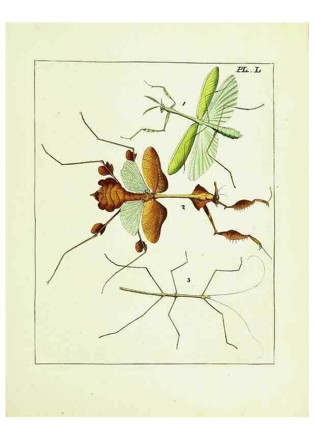 Reproducción/Reproduction 9245698481: Illustrations of natural history.. London,Printed for the author and sold by B. White,1770-82.