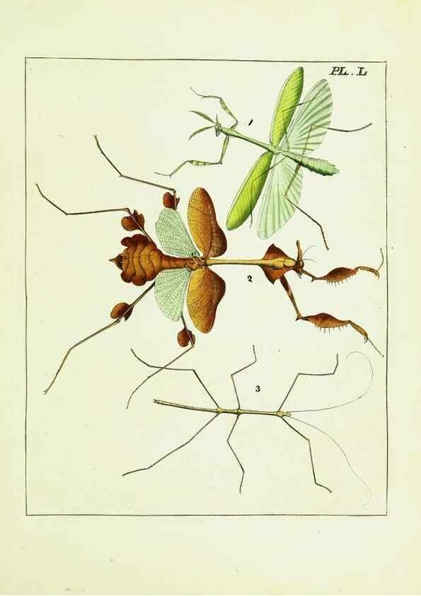 Reproducción/Reproduction 9245698481: Illustrations of natural history.. London,Printed for the author and sold by B. White,1770-82.