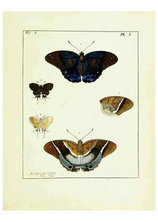 Reproducción/Reproduction 9245745373: Illustrations of natural history.. London,Printed for the author and sold by B. White,1770-82.