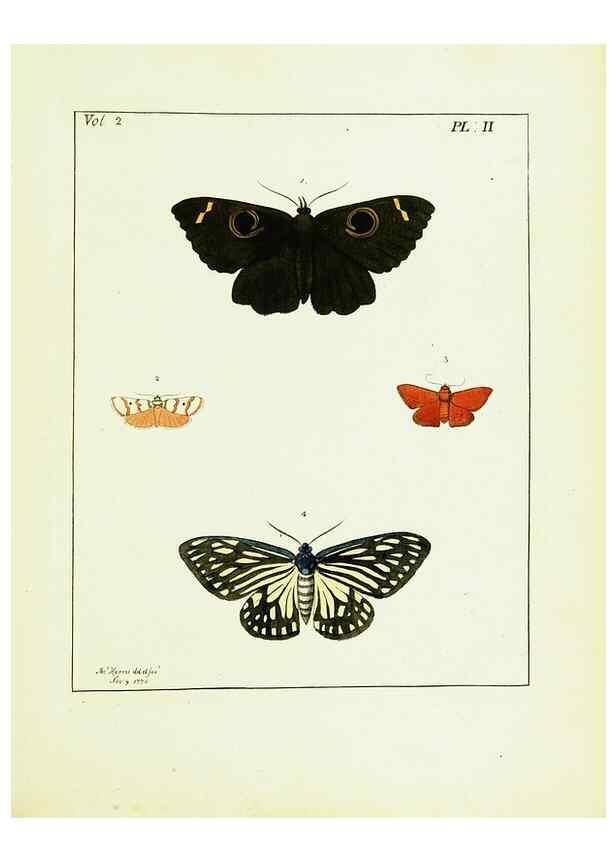 Reproducción/Reproduction 9248526582: Illustrations of natural history.. London,Printed for the author and sold by B. White,1770-82.