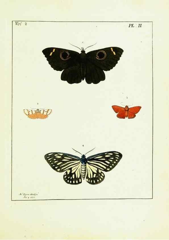 Reproducción/Reproduction 9248526582: Illustrations of natural history.. London,Printed for the author and sold by B. White,1770-82.