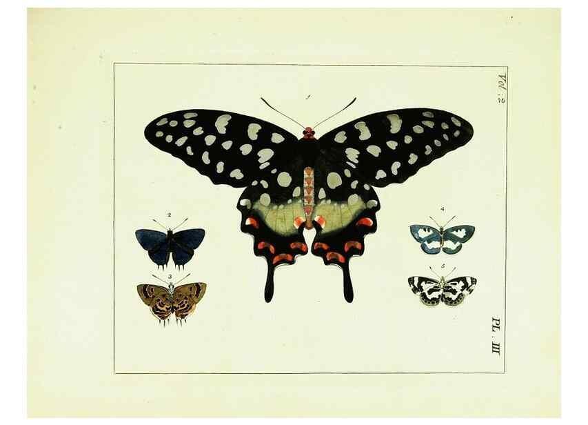 Reproducción/Reproduction 9245747041: Illustrations of natural history.. London,Printed for the author and sold by B. White,1770-82.