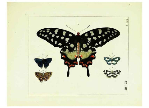 Reproducción/Reproduction 9245747041: Illustrations of natural history.. London,Printed for the author and sold by B. White,1770-82.