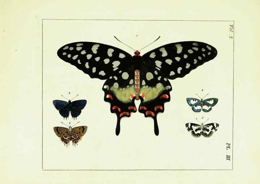 Reproducción/Reproduction 9245747041: Illustrations of natural history.. London,Printed for the author and sold by B. White,1770-82.