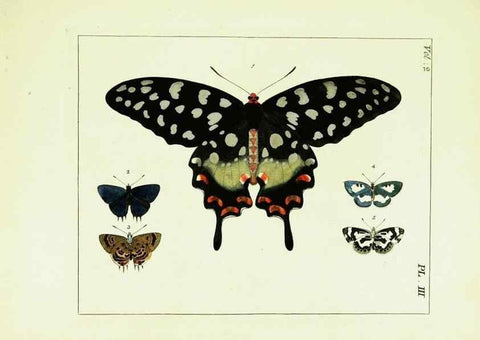 Reproducción/Reproduction 9245747041: Illustrations of natural history.. London,Printed for the author and sold by B. White,1770-82.