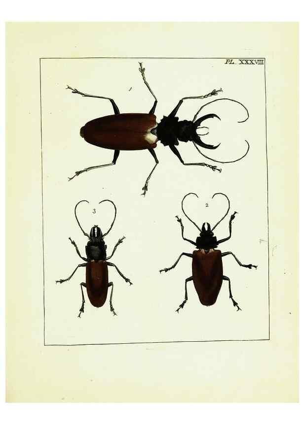 Reproducción/Reproduction 9245689233: Illustrations of natural history.. London,Printed for the author and sold by B. White,1770-82.