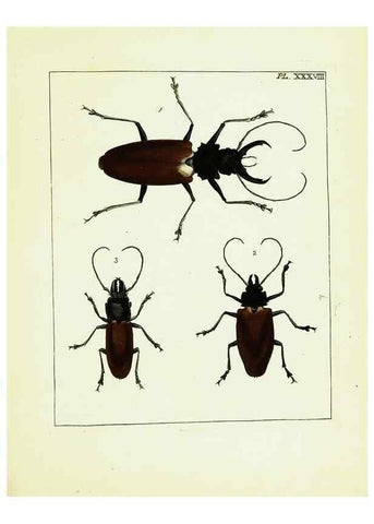 Reproducción/Reproduction 9245689233: Illustrations of natural history.. London,Printed for the author and sold by B. White,1770-82.