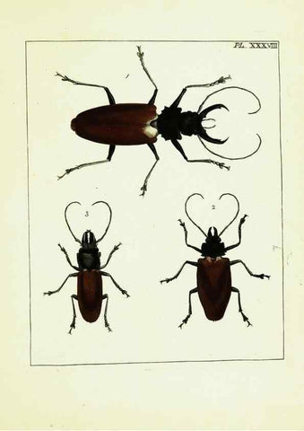 Reproducción/Reproduction 9245689233: Illustrations of natural history.. London,Printed for the author and sold by B. White,1770-82.