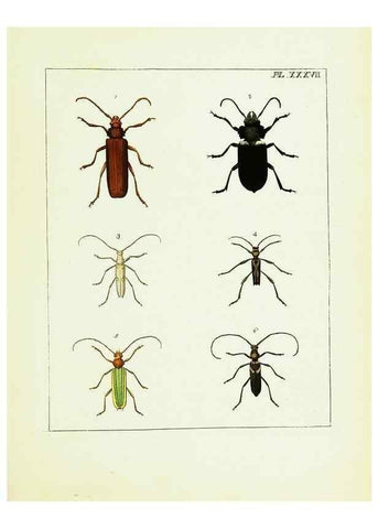 Reproducción/Reproduction 9248469488: Illustrations of natural history.. London,Printed for the author and sold by B. White,1770-82.
