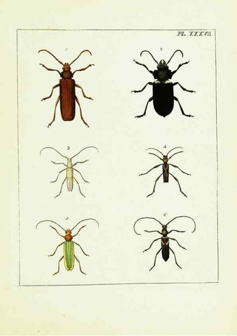 Reproducción/Reproduction 9248469488: Illustrations of natural history.. London,Printed for the author and sold by B. White,1770-82.