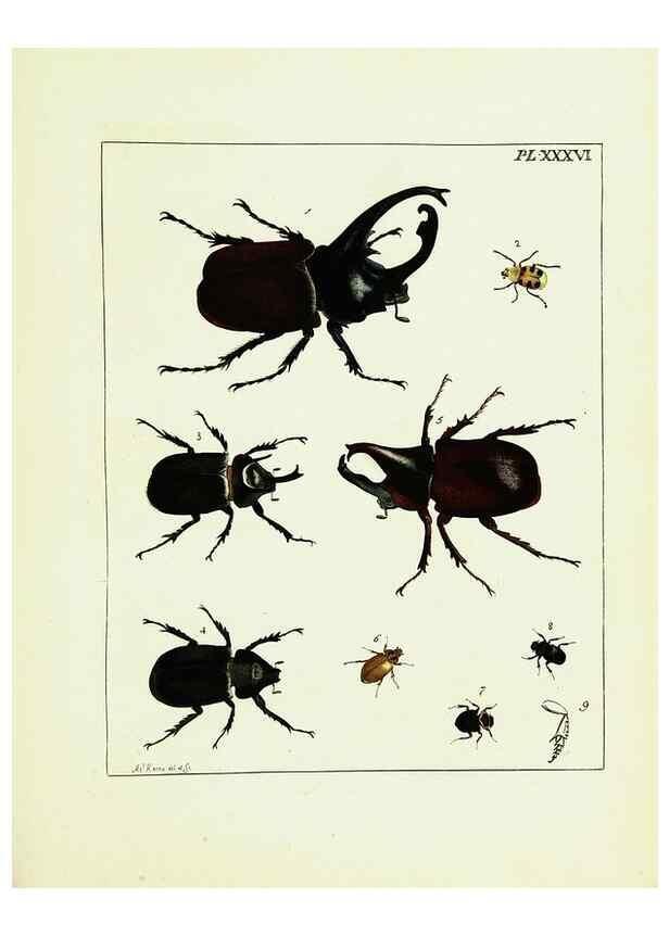 Reproducción/Reproduction 9245687853: Illustrations of natural history.. London,Printed for the author and sold by B. White,1770-82.