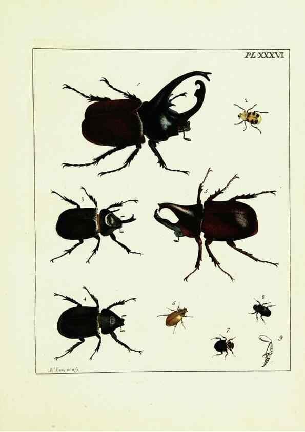 Reproducción/Reproduction 9245687853: Illustrations of natural history.. London,Printed for the author and sold by B. White,1770-82.