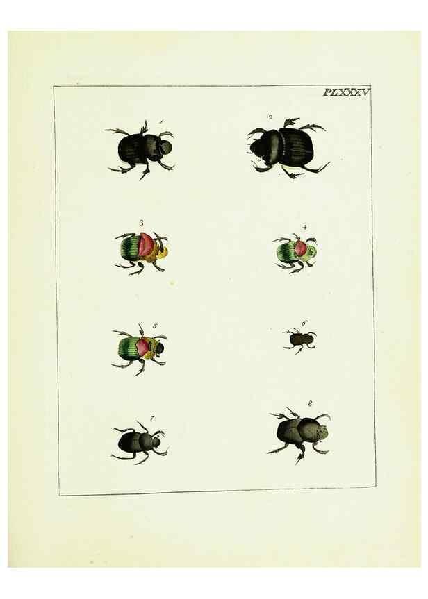 Reproducción/Reproduction 9248468042: Illustrations of natural history.. London,Printed for the author and sold by B. White,1770-82.