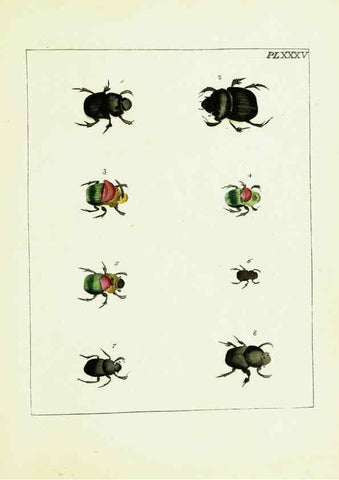 Reproducción/Reproduction 9248468042: Illustrations of natural history.. London,Printed for the author and sold by B. White,1770-82.