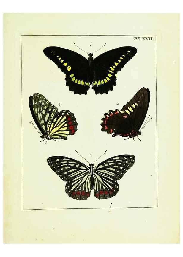 Reproducción/Reproduction 9248453378: Illustrations of natural history.. London,Printed for the author and sold by B. White,1770-82.
