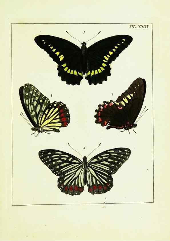 Reproducción/Reproduction 9248453378: Illustrations of natural history.. London,Printed for the author and sold by B. White,1770-82.